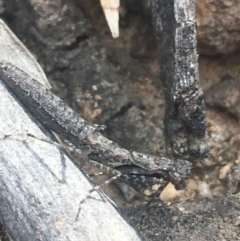 Bolbe nigra (Black Ground Mantid) at Acton, ACT - 6 Apr 2021 by Ned_Johnston