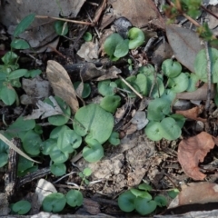 Corysanthes hispida (Bristly Helmet Orchid) at Aranda Bushland - 30 Mar 2021 by CathB