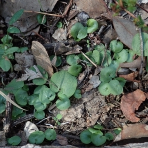 Corysanthes hispida at Aranda, ACT - 30 Mar 2021