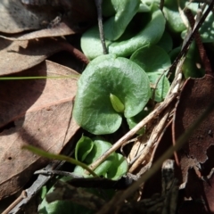 Corysanthes hispida at Aranda, ACT - suppressed