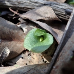 Corysanthes hispida at Aranda, ACT - 30 Mar 2021