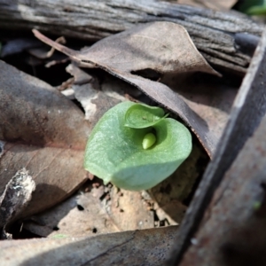 Corysanthes hispida at Aranda, ACT - 30 Mar 2021