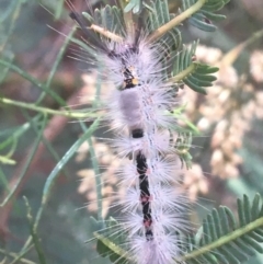 Orgyia anartoides (Painted Apple Moth) at Dryandra St Woodland - 6 Apr 2021 by Ned_Johnston