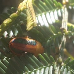 Calomela parilis (Leaf beetle) at Dryandra St Woodland - 6 Apr 2021 by Ned_Johnston