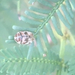 Ditropidus sp. (genus) (Leaf beetle) at Dryandra St Woodland - 6 Apr 2021 by Ned_Johnston