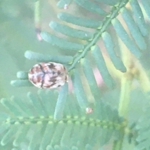 Ditropidus sp. (genus) at O'Connor, ACT - 6 Apr 2021 04:04 PM