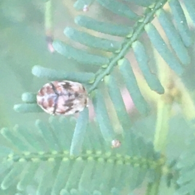 Ditropidus sp. (genus) (Leaf beetle) at O'Connor, ACT - 6 Apr 2021 by NedJohnston