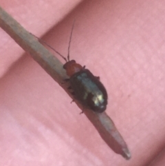 Adoxia benallae (Leaf beetle) at Dryandra St Woodland - 6 Apr 2021 by Ned_Johnston