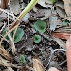 Cyrtostylis reniformis (Common Gnat Orchid) at Aranda Bushland - 30 Mar 2021 by CathB