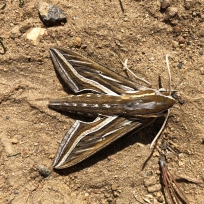 Hippotion celerio (Vine Hawk Moth) at Cook, ACT - 31 Mar 2021 by CathB