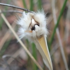 Trichiocercus sparshalli (Sparshall's Moth) at Aranda, ACT - 24 Mar 2021 by CathB