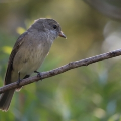 Pachycephala pectoralis (Golden Whistler) at Cook, ACT - 1 Apr 2021 by Tammy