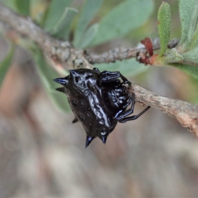 Austracantha minax (Christmas Spider, Jewel Spider) at Aranda, ACT - 16 Mar 2021 by CathB