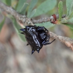 Austracantha minax (Christmas Spider, Jewel Spider) at Aranda, ACT - 16 Mar 2021 by CathB