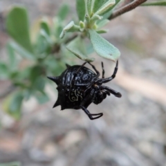 Austracantha minax at Aranda, ACT - 16 Mar 2021 06:01 PM