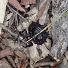 Austracantha minax at Aranda, ACT - 16 Mar 2021 06:01 PM