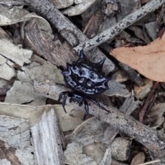 Austracantha minax at Aranda, ACT - 16 Mar 2021 06:01 PM