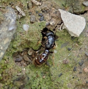 Amblyopone sp. (genus) at Aranda, ACT - 16 Mar 2021 06:07 PM