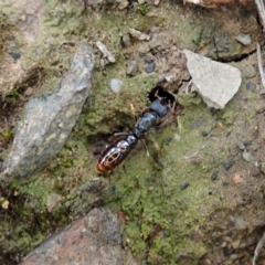 Amblyopone sp. (genus) at Aranda, ACT - 16 Mar 2021 06:07 PM