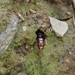 Amblyopone sp. (genus) at Aranda, ACT - 16 Mar 2021 06:07 PM