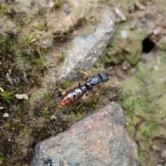 Amblyopone sp. (genus) at Aranda, ACT - 16 Mar 2021 06:07 PM