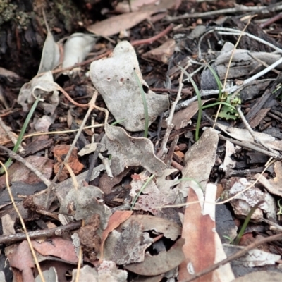 Caleana minor (Small Duck Orchid) at Aranda Bushland - 24 Mar 2021 by CathB