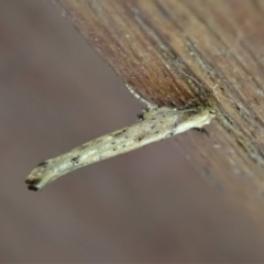 Zelleria cynetica (Rectangular Ermine Moth) at Cook, ACT - 31 Mar 2021 by CathB
