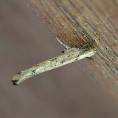 Zelleria cynetica (Rectangular Ermine Moth) at Cook, ACT - 30 Mar 2021 by CathB
