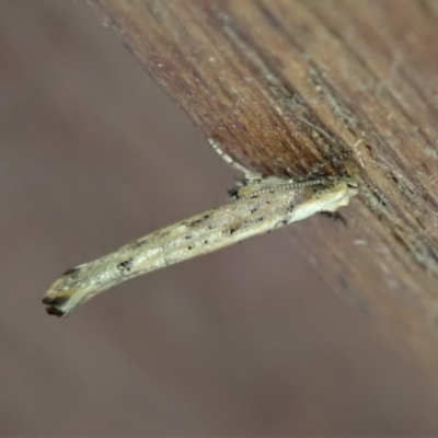 Zelleria cynetica (Rectangular Ermine Moth) at Cook, ACT - 31 Mar 2021 by CathB