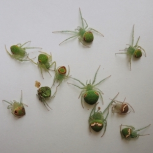 Araneus circulissparsus (species group) at Cook, ACT - suppressed