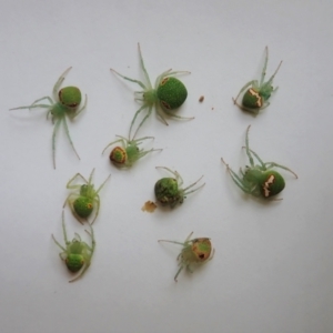 Araneus circulissparsus (species group) at Cook, ACT - suppressed