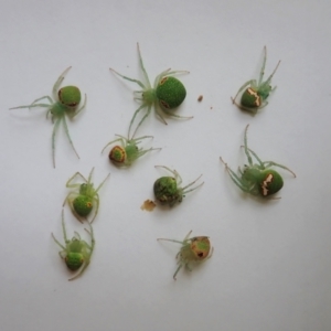 Araneus circulissparsus (species group) at Cook, ACT - 14 Mar 2021