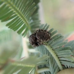 Simaetha sp. (genus) at Undefined Area - 24 Mar 2021 05:22 PM