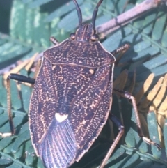 Poecilometis strigatus (Gum Tree Shield Bug) at O'Connor, ACT - 6 Apr 2021 by NedJohnston