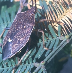 Poecilometis strigatus at O'Connor, ACT - 6 Apr 2021