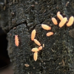 Collembola (class) (Springtail) at Holt, ACT - 24 Mar 2021 by CathB