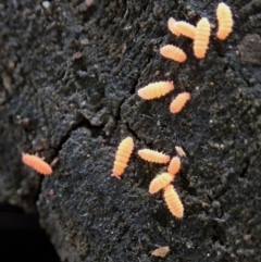 Collembola sp. (class) at Holt, ACT - 24 Mar 2021