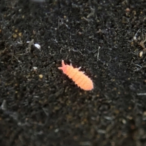 Collembola sp. (class) at Holt, ACT - 24 Mar 2021