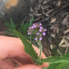 Verbena incompta (Purpletop) at Acton, ACT - 6 Apr 2021 by NedJohnston
