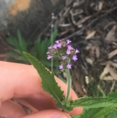 Verbena incompta (Purpletop) at Acton, ACT - 6 Apr 2021 by Ned_Johnston