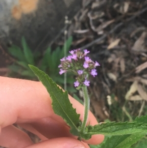 Verbena incompta at Acton, ACT - 6 Apr 2021