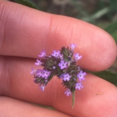 Verbena incompta at Acton, ACT - 6 Apr 2021 03:27 PM