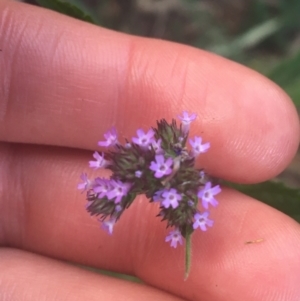 Verbena incompta at Acton, ACT - 6 Apr 2021