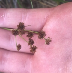 Juncus planifolius (Broad-leaved Rush) at Black Mountain - 6 Apr 2021 by Ned_Johnston