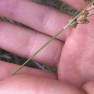 Juncus planifolius at Acton, ACT - 6 Apr 2021 03:16 PM