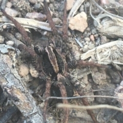 Unidentified Wolf spider (Lycosidae) (TBC) at Downer, ACT - 6 Apr 2021 by Ned_Johnston