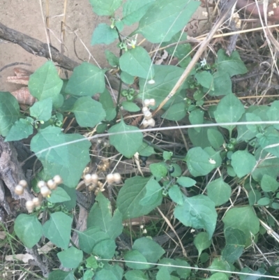 Solanum nigrum (Black Nightshade) at Acton, ACT - 6 Apr 2021 by NedJohnston