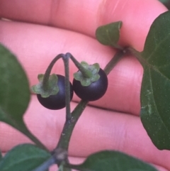 Solanum nigrum at Acton, ACT - 6 Apr 2021 03:26 PM