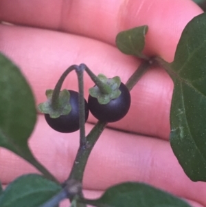 Solanum nigrum at Acton, ACT - 6 Apr 2021