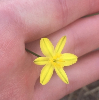 Tricoryne elatior (Yellow Rush Lily) at Acton, ACT - 6 Apr 2021 by NedJohnston